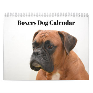 Boxers Hundar 2025 Kalender