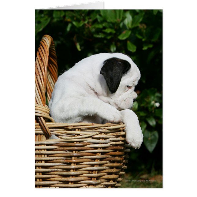 Boxervalpar i Basket Hälsningskort (Framsidan)