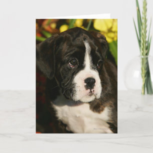 Boxervalpar Kort