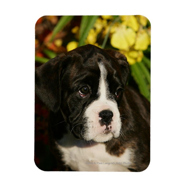 Boxervalpar Magnet (Vertikal)