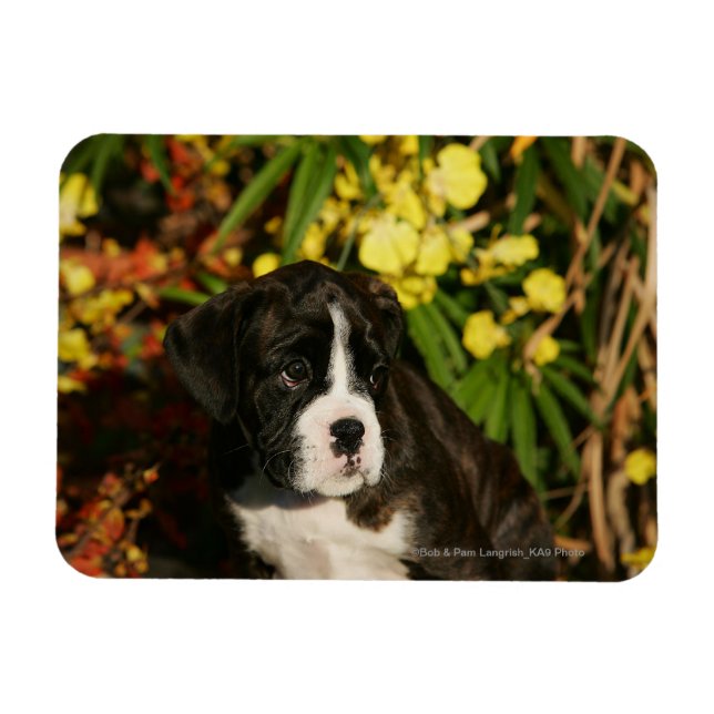 Boxervalpar Magnet (Horisontell)