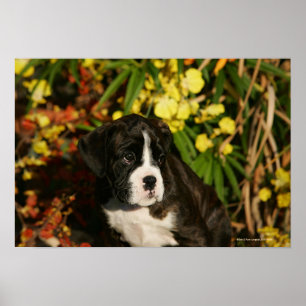 Boxervalpar Poster