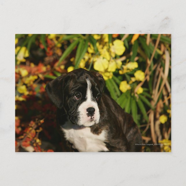 Boxervalpar Vykort (Framsida)