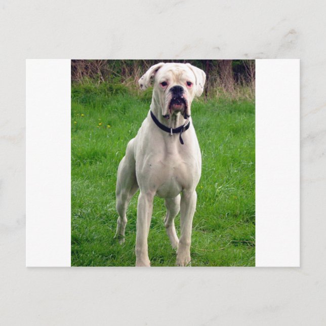 Boxervit fullt vykort (Framsida)