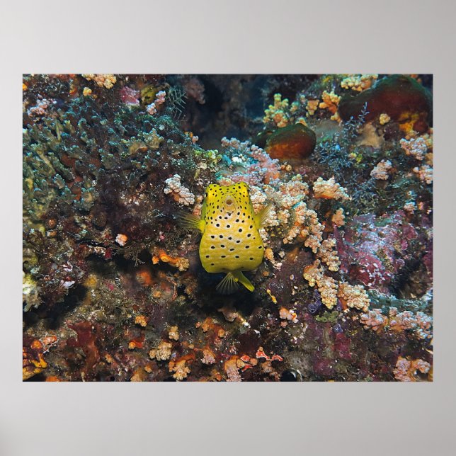 Boxfish Belly Poster (Framsidan)