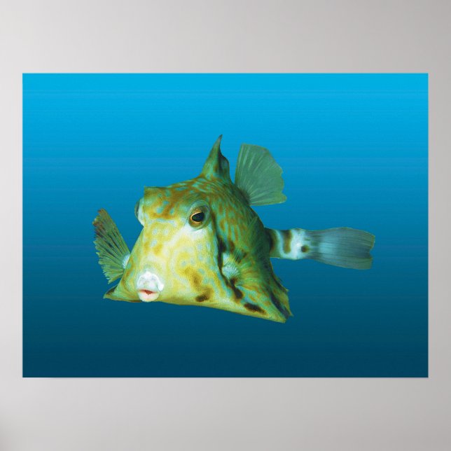 Boxfish Close-up! Övertoningsblå bakgrund | Poster (Framsidan)