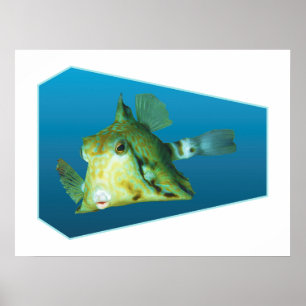 Boxfish - Design gradient blå bakgrund Poster