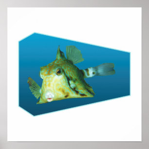 Boxfish - Design gradient blå bakgrund Poster