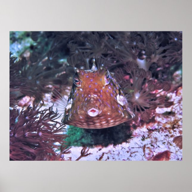 Boxfish in Komodo Poster (Framsidan)