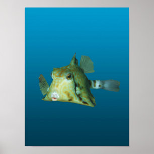 Boxfish närbild! Gradient blå bakgrund Poster