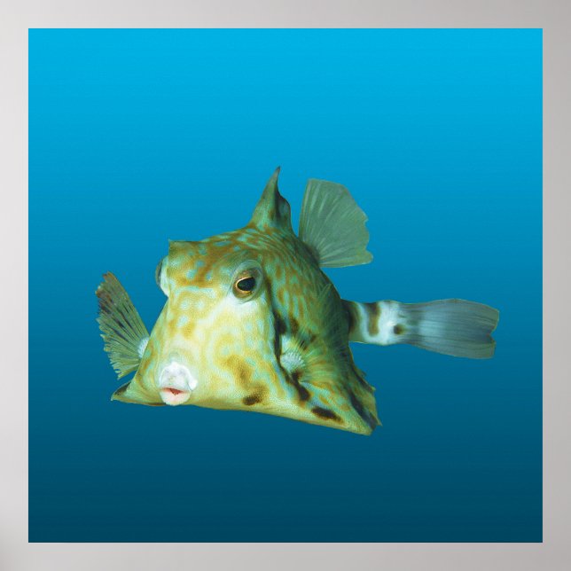 Boxfish närbild! Gradient blå bakgrund |  Poster (Framsidan)