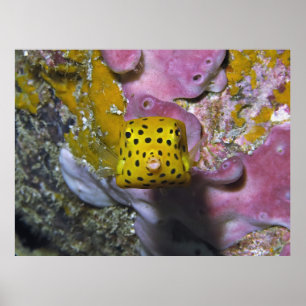 Boxfish Porträtt Poster