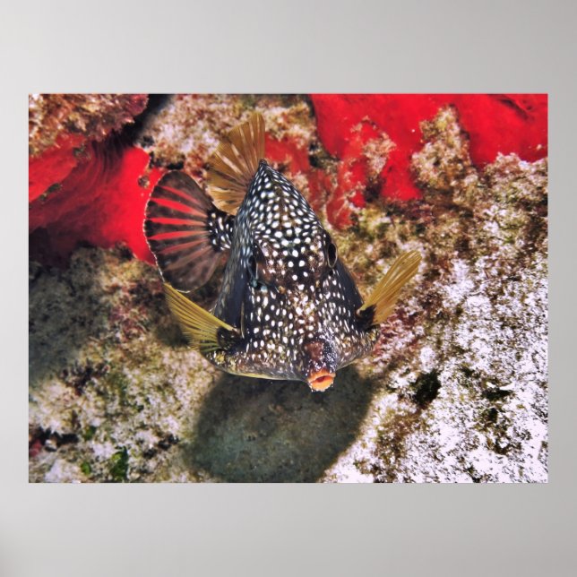 Boxfish Porträtt Poster (Framsidan)