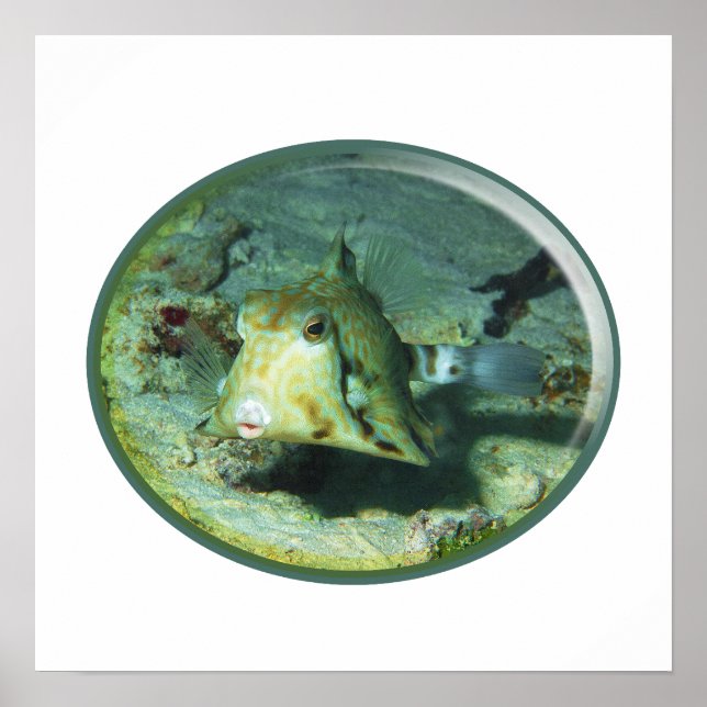Boxfish - så söt! Fotografisk design av Cowfish | Poster (Framsidan)