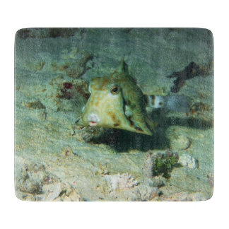 Boxfish - så söt! Över sandigt område vid korallre