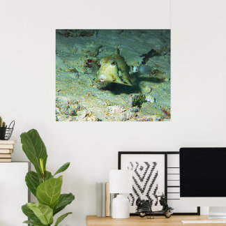Boxfish - så söt! Över sandigt område vid korallre Poster