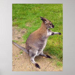 Boxing Kangaroo, Poster