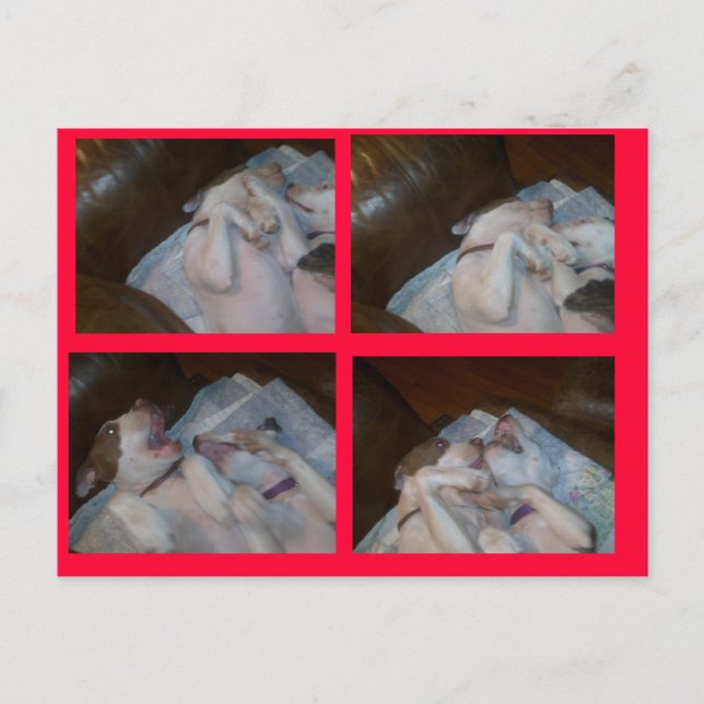 BOXNING MATILDAS WAITIN PÅ SANTA HELG VYKORT (Framsida)