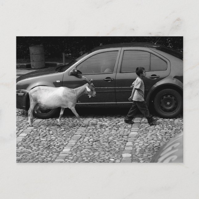Boy and Goat, La Antigua Guatemala Vykort (Framsida)