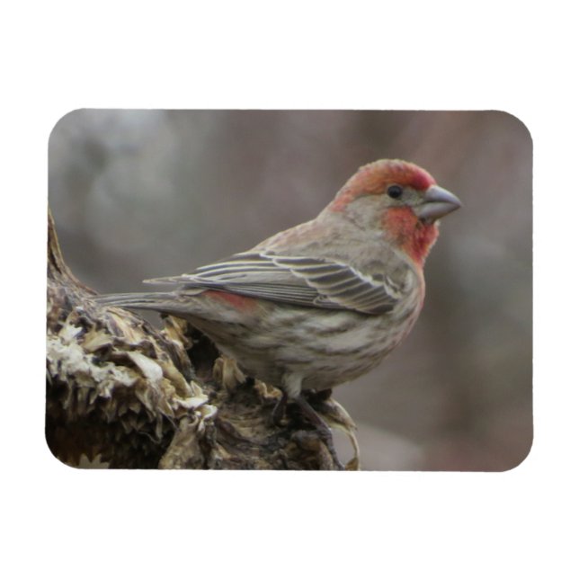 Boy House Finch Magnet (Horisontell)