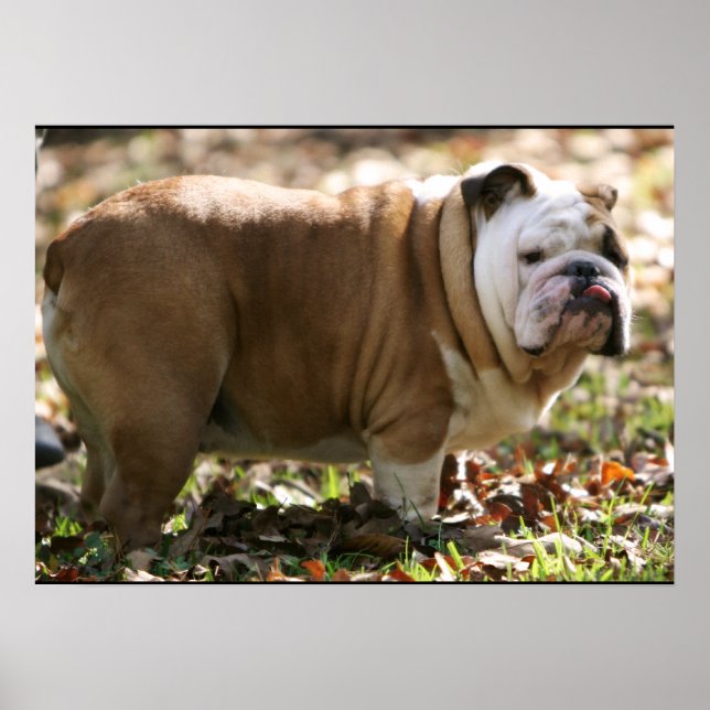 Boy Named Sue Poster (Framsidan)