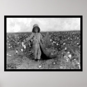 Boy Picking Cotton in Comanche, OK 1916 Poster