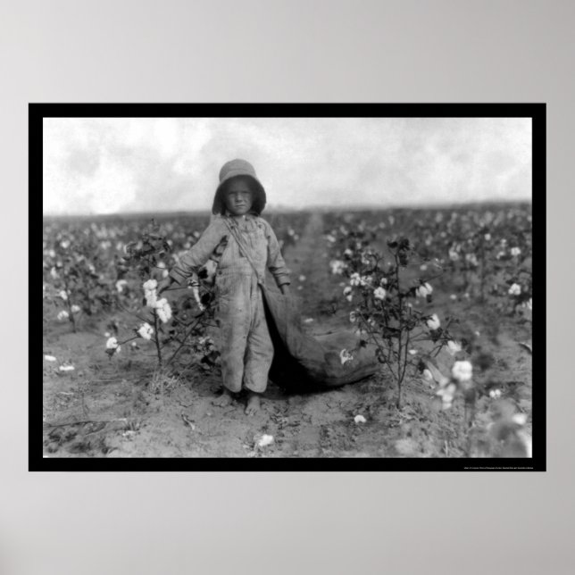 Boy Picking Cotton in Comanche, OK 1916 Poster (Framsidan)
