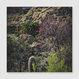 Boyce Thompson Arboretum