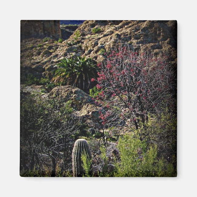 Boyce Thompson Arboretum Magnet (Framsidan)