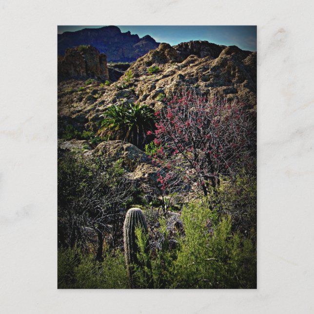 Boyce Thompson Arboretum Vykort (Framsida)