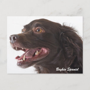 Boykin Spain Photo Post Card Vykort