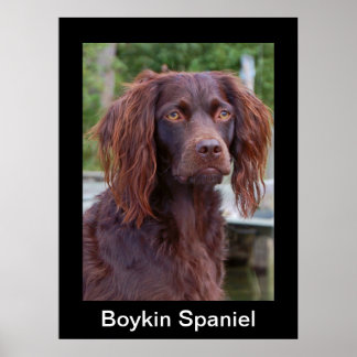Boykin Spain Poster
