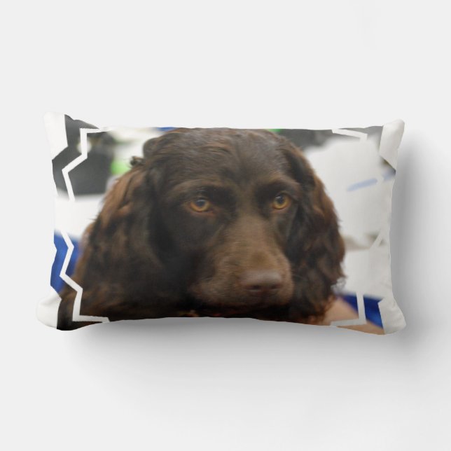 boykin-spaniel-2.jpg lumbarkudde (Framsida)