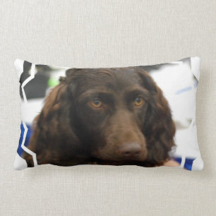 boykin-spaniel-2.jpg lumbarkudde