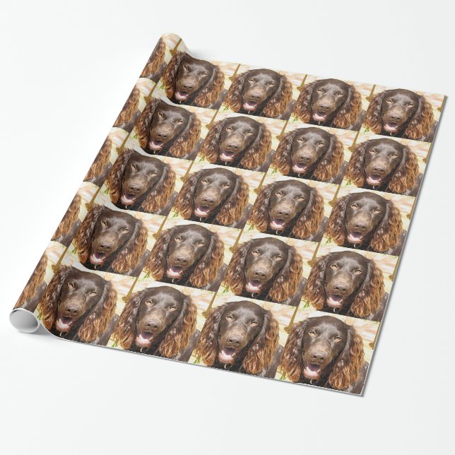Boykin_spaniel Presentpapper (Utrullad)