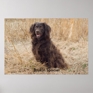 Boykin Spanielaffisch Poster