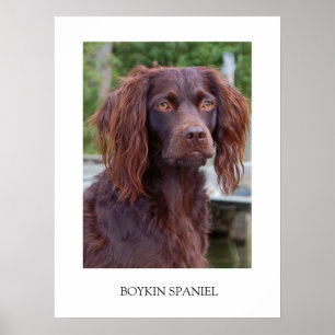 Boykin Spanielaffisch Poster