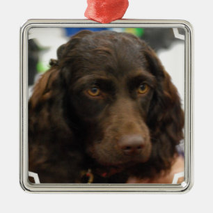 Boykin Spanielprydnadar Julgransprydnad Metall