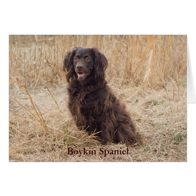 Boykin-spaningskort Hälsningskort (Framsidan Horizontal)