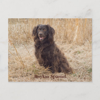 Boykin Spanskt vykort