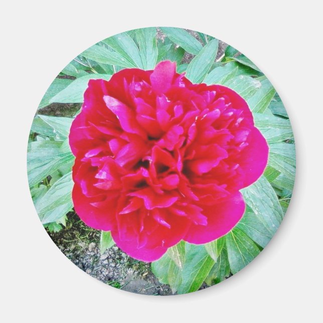 Bozur Magnet (Framsidan)