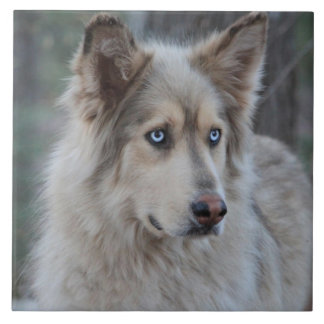 Bozworth Malamutten Kakelplatta
