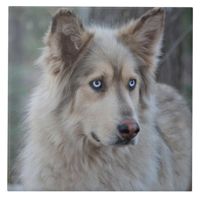 Bozworth Malamutten Kakelplatta (Framsidan)