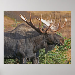 Bra Bull Moose Poster