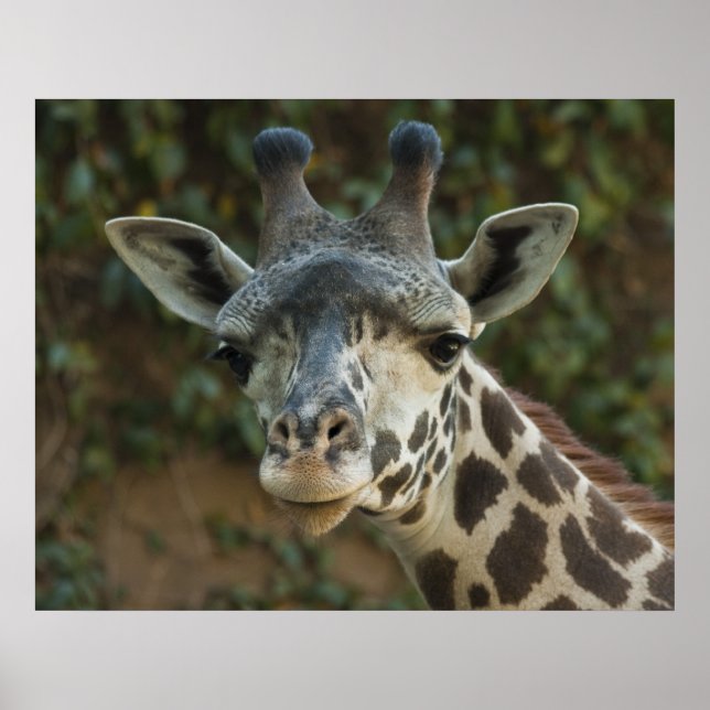 Bra God morgon Friend Poster (Framsidan)