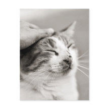 Bra kattunge! -Vykort