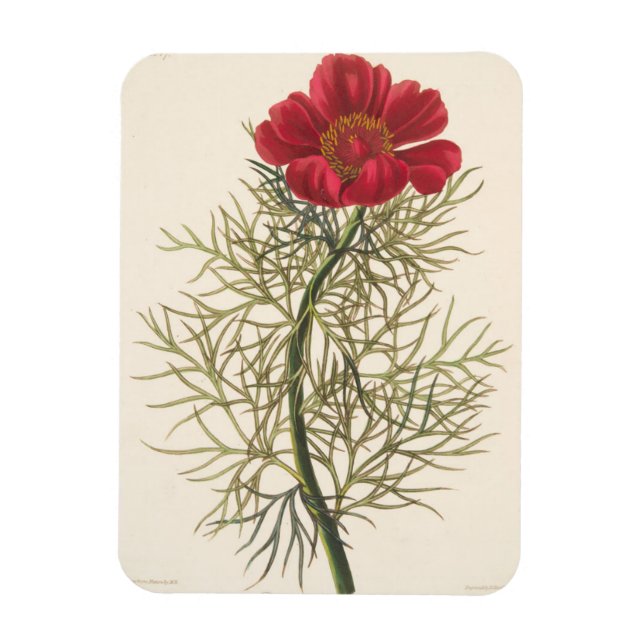 Bra Leaved Paeony Magnet (Vertikal)