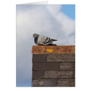 Bra Morgon Pigeon Hälsningskort