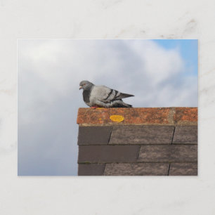 Bra Morgon Pigeon Vykort