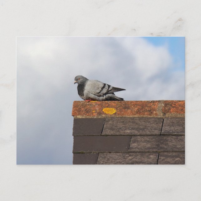 Bra Morgon Pigeon Vykort (Framsida)